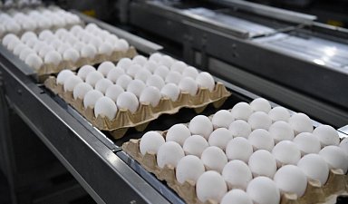 В 2023 году в Луганской народной Республике увеличилось производство куриных яиц