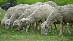 Более 1000 самозанятых в Чувашии получили субсидии на развитие ЛПХ в 2025 году 