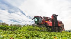 Липецкие аграрии собрали первый миллион тонн сахарной свеклы