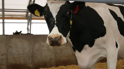 В Башкортостане планируют реализовать новые проекты в агропромышленном комплексе