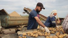 Индекс сельхозпроизводства в Ярославской области в 2025 году превысил 104%