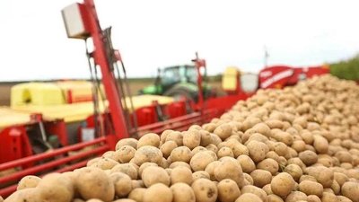 Подмосковье входит в число лидеров по производству семенного картофеля в ЦФО и РФ