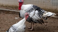 Производство индейки в РФ в 2026 году вырастет на 6,7% — эксперт