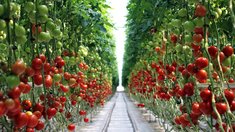 В теплицах Саратовской области собрано 25,9 тыс. тонн овощей