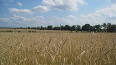 Аграрии Херсонской области приступили к сбору озимого ячменя