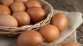 Обеспеченность Ленинградской области яйцами в 5,9 раза превышает норму потребления