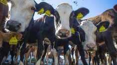 В Ярославской области сохранят меры поддержки для аграриев