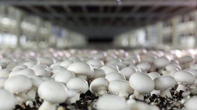 Курская область в числе лидеров по производству грибов