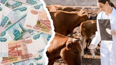 В 2026 году господдержка АПК Оренбургской области составит 2,6 млрд руб.