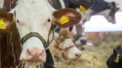 В Ростовской области наращивают производство молока и молочной продукции