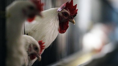 Чувашия увеличивает экспорт сельхозпродукции