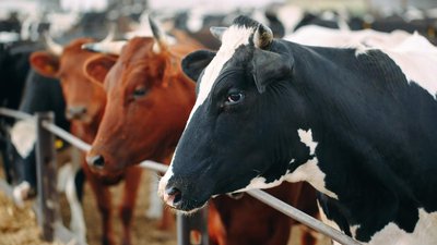 Поголовье КРС в сельхозорганизациях Ярославской области выросло до 100,5 тыс. голов