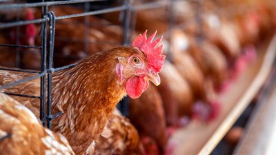 Средняя яйценоскость курицы-несушки в сельхозорганизациях Красноярского края — максимальная в СФО 