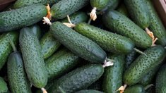 Производство тепличных овощей с начала года увеличилось на 4,7%