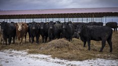 В Башкортостане заработал современный фидлот для откорма КРС