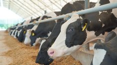 Производство молока в Ивановской области увеличилось на 3,9%