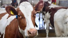 Карелия направит 8,5 млн рублей на генетическую экспертизу 2,5 тыс. голов племенного скота айрширской породы