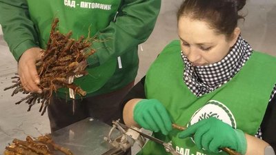 В Крыму началась прививочная кампания саженцев плодовых культур
