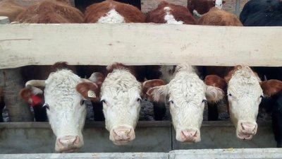 Результаты государственной аграрной политики Брянской области