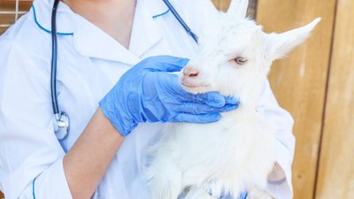 Кадровое обеспечение АПК — важнейшая задача государства, науки и бизнеса — «Агроинвестор»