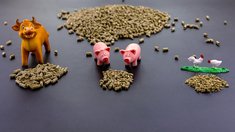 В Липецкой области на 23% увеличилось поголовье свиней 