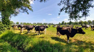 В нижегородских сельхозорганизациях производство молока выросло на 4,1%