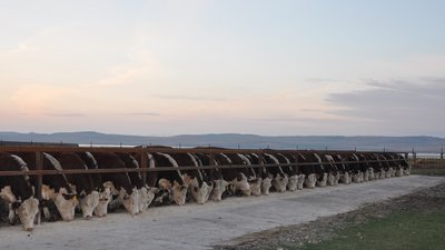 На развитие семейного дела фермерам Красноярского края предлагают гранты до 30 млн