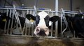 Сельхозпредприятия Томской области лидируют в СФО по молочной продуктивности коров