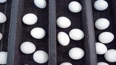 Производство яиц в Ивановской области в 2025 году выросло на 7,6%