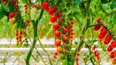 Подмосковье с начала 2026 года произвело свыше 95,5 тыс. тонн тепличных овощей