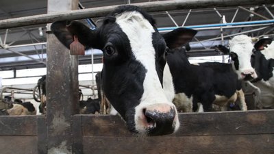 Почти 60 млн рублей господдержки будет направлено на развитие семейных ферм Вологодчины