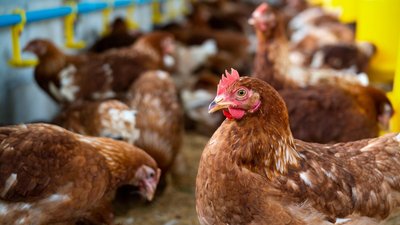 Численность птицы в хозяйствах Самарской области выросла на 12%