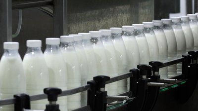 Объём реализации молока в сельхозорганизациях вырос на 3,6%