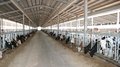 Липецкая область увеличила производство молока до 209,9 тыс. тонн за семь месяцев