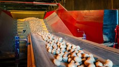 Более 350 тысяч тонн картофеля и овощей открытого грунта заложили в хранилища Подмосковья