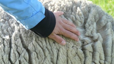 Итоги стригальной кампании в Калмыкии: в 2022 году получено 2 860 т шерсти