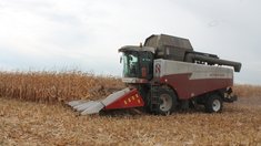 Уборка кукурузы на зерно набирает обороты в Липецкой области