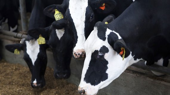 На «Инвестчасе» в Башкортостане рассмотрели проект по строительству молочного комплекса на 3800 коров