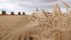 Уборочная кампания в Саратовской области приближается к экватору