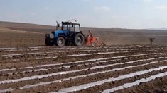 Посевная площадь картофеля в Забайкалье на 8% превысит уровень 2025 года