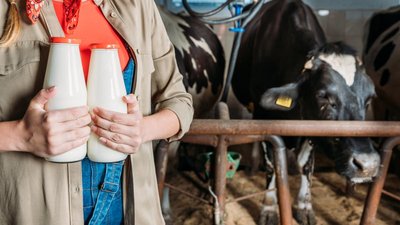 В сельхозорганизациях Республики Алтай на 8% увеличилось производство молока