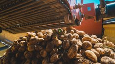 В Брянской области выкопано 27% картофеля от плана 