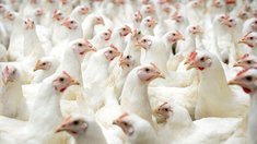 Липецкие аграрии нарастили производство мяса и яиц в январе-июле 2026 года на 8 процентов