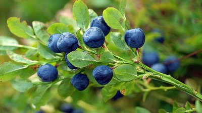 Томская продукция из плодов и ягод представлена на фестивале-ярмарке в Китае
