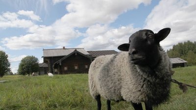 В Вологодской области определили победителей конкурса на получение гранта «Агростартап»