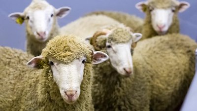 Фестиваль стрижки овец пройдет в Забайкалье
