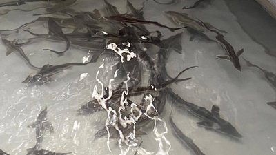 Подмосковное предприятие будет производить тонну осетровой икры в год