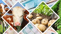 ФНС назвала сельское хозяйство одной из отраслей с минимальной налоговой нагрузкой