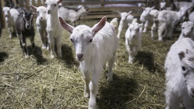 По программе «Подмосковные 10 га» хозяйству выделено более 12 газемли