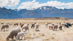 Животноводство в Чеченской Республике: итоги января — марта